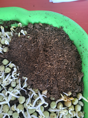 uhnivani seminek microgreens cirkulace vzduchu a teplota _ odstraneni